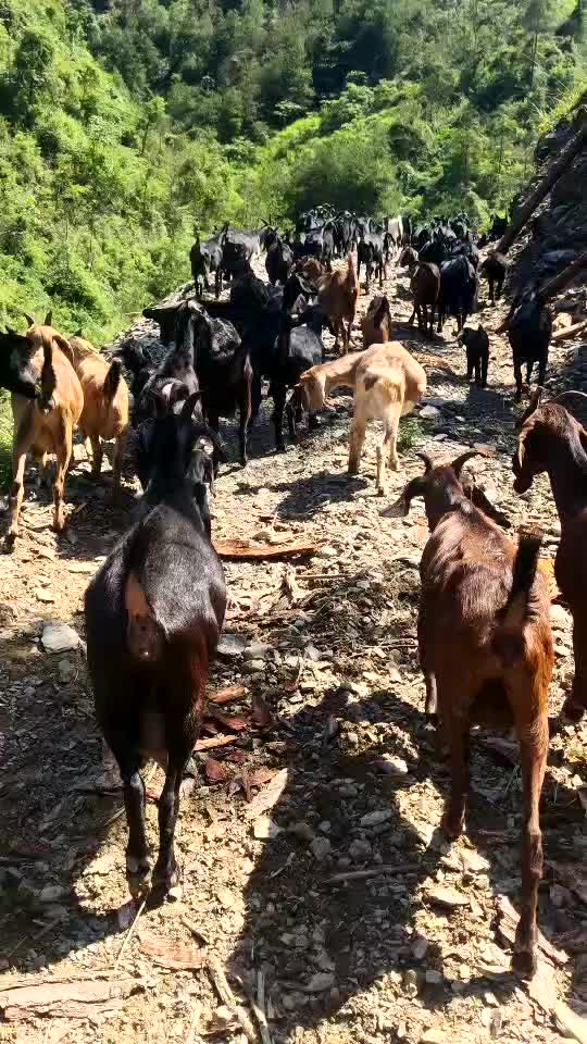 贵州生态放养黑山羊，好山好水养好羊。