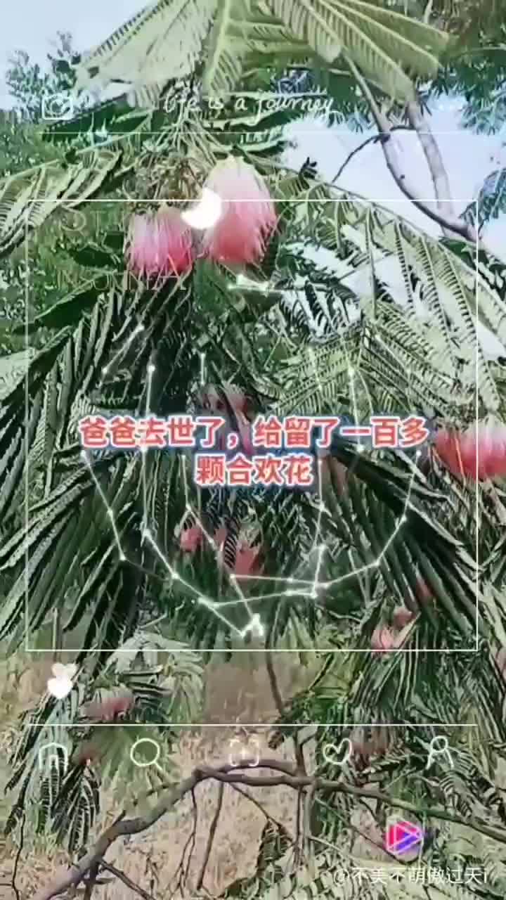 合欢花树大树