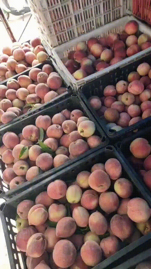 朱砂红桃子即将上市，还有各种桃子上市