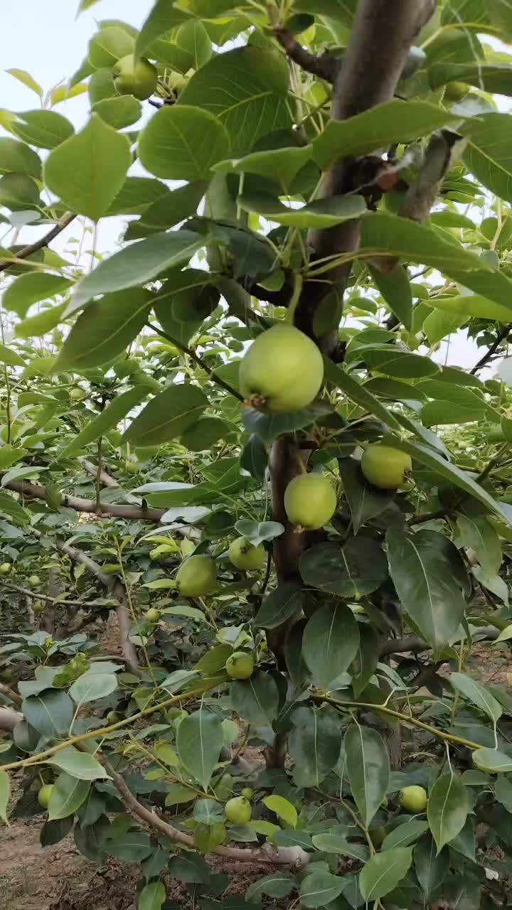 山东阳信早酥梨