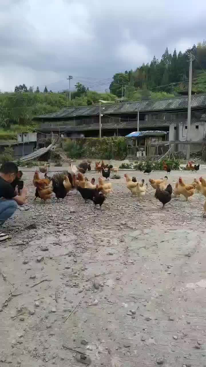 福建柘荣高山散养土鸡