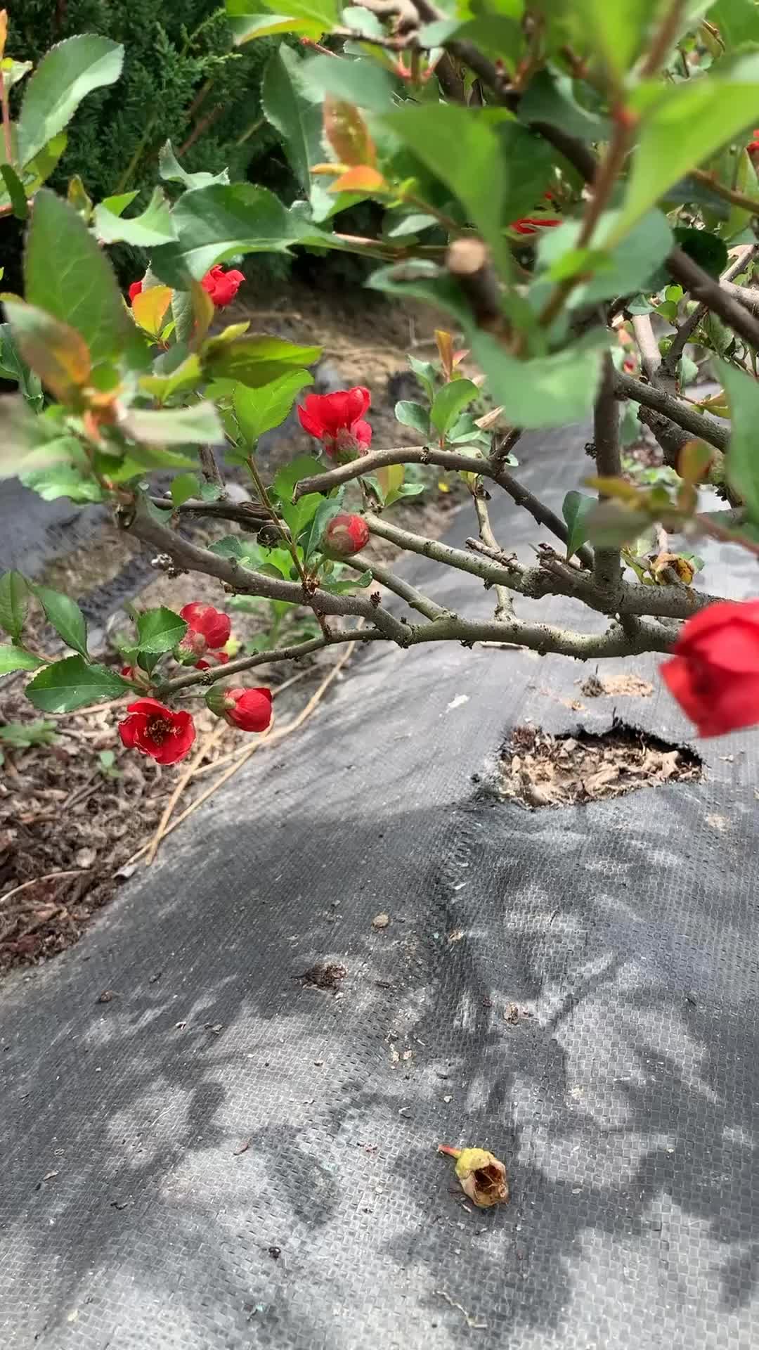 长寿冠海棠四季开花盆景盆栽耐寒基地现挖满树花