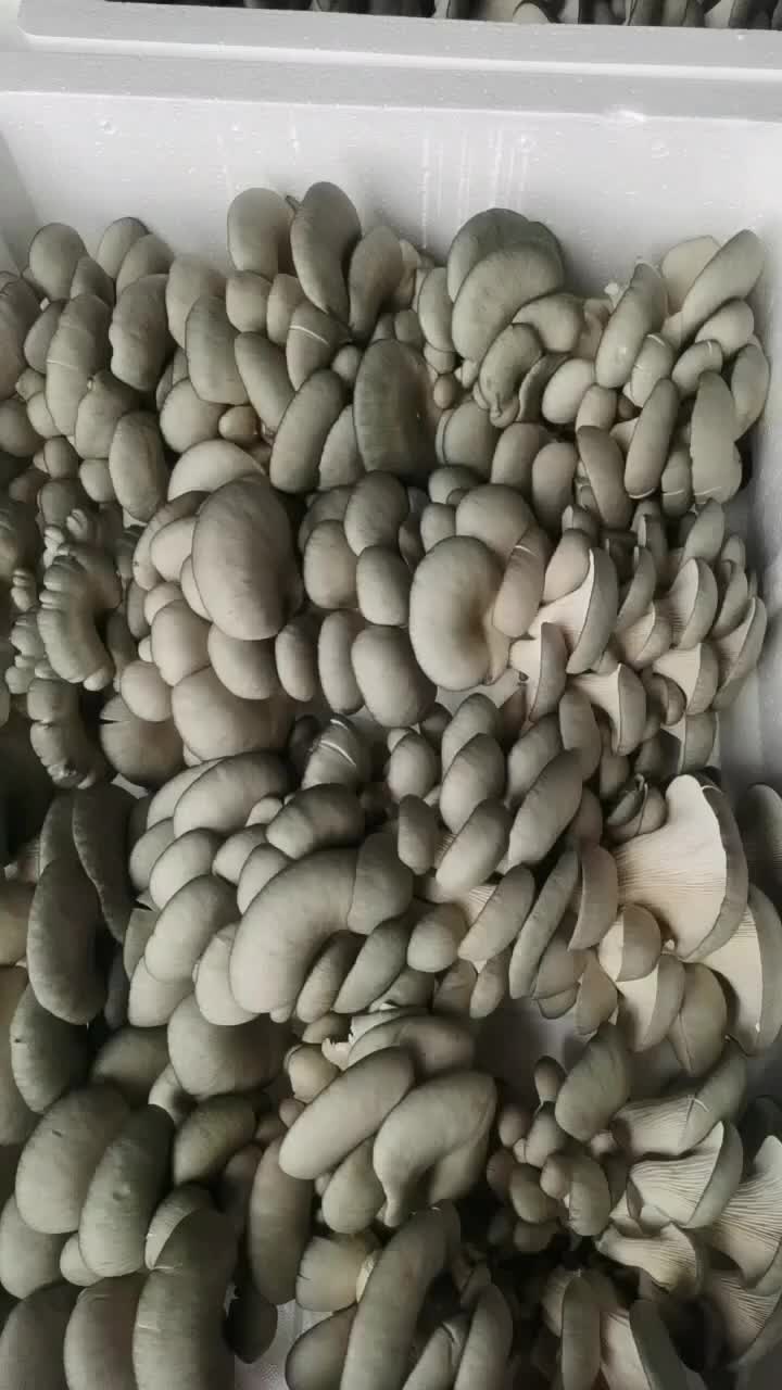 内蒙古乌兰察布磨菇