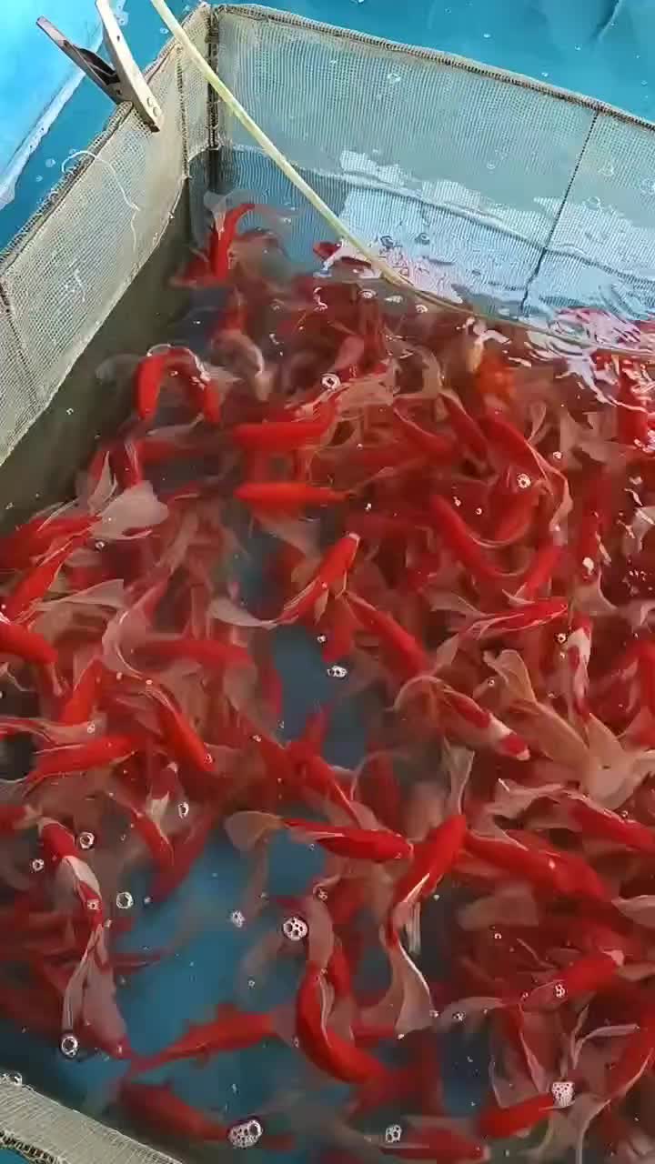 红草观赏鱼