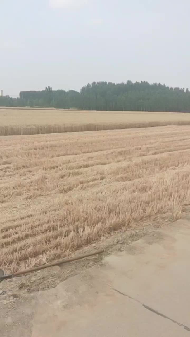 山东刁镇小麦500亩，这两天收割