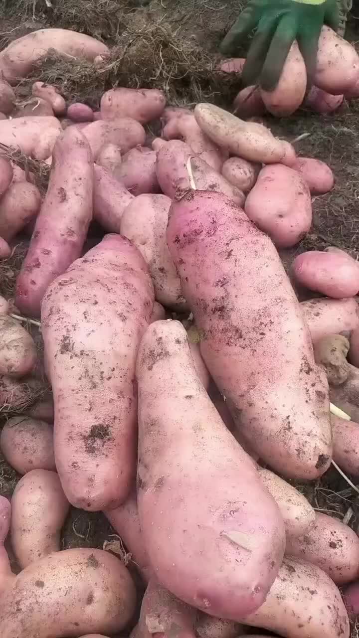 云南七彩土豆大量上市中。