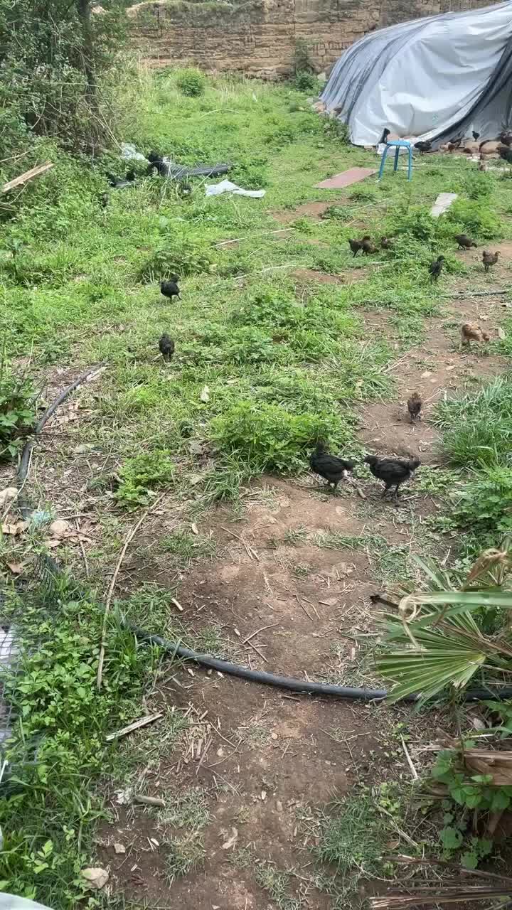 一斤左右土鸡乌鸡红毛肉鸡