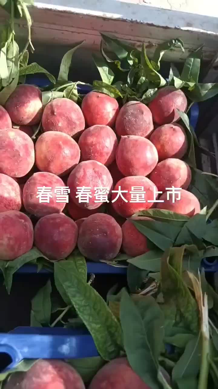 春雪春蜜毛桃大量上市