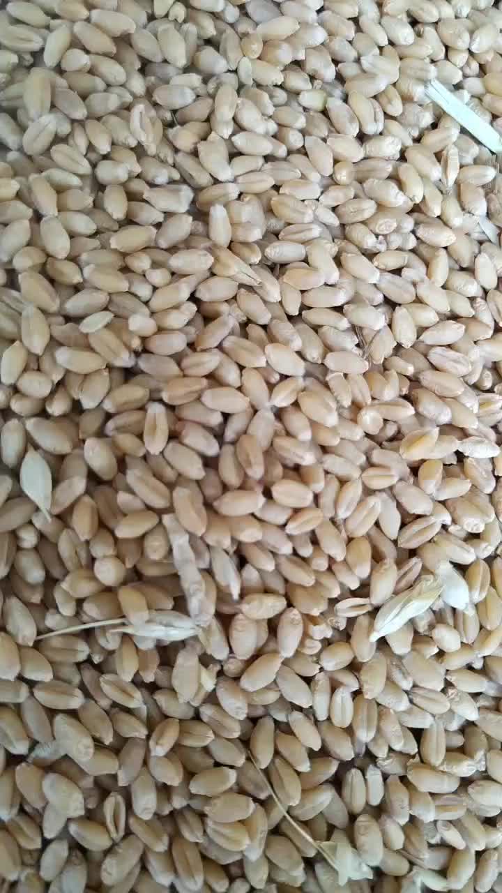 河南优质小麦