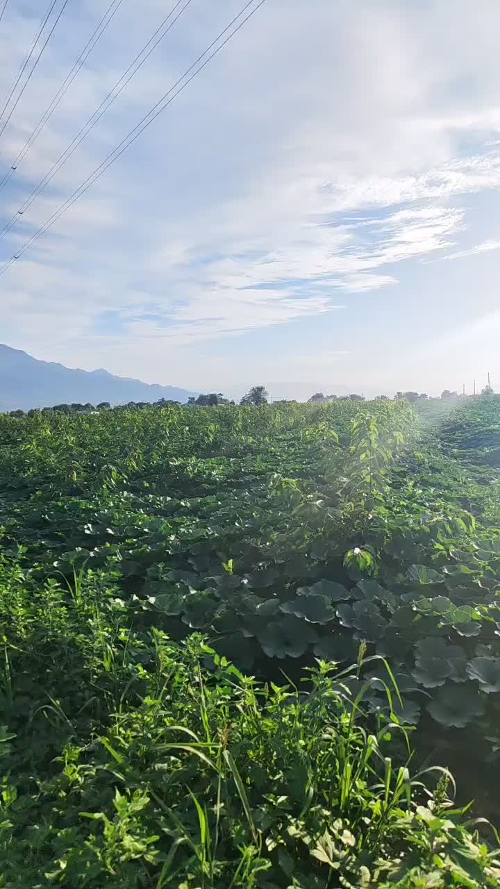 大量新鲜板栗南瓜、蜜贝南瓜