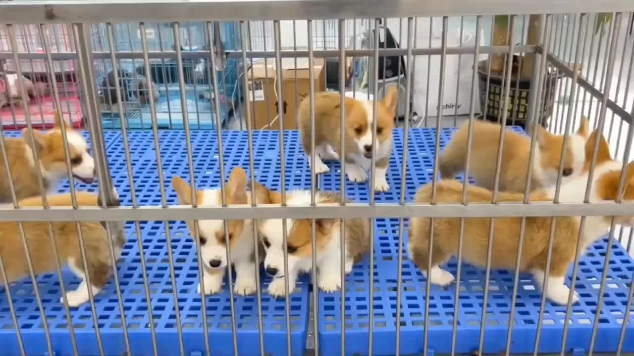 精品柯基幼犬