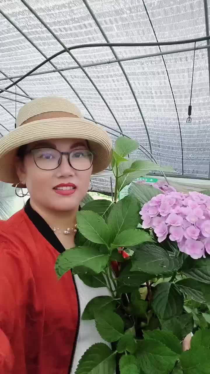 法国绣球花无尽夏2加伦，价格美丽，欢迎订购。