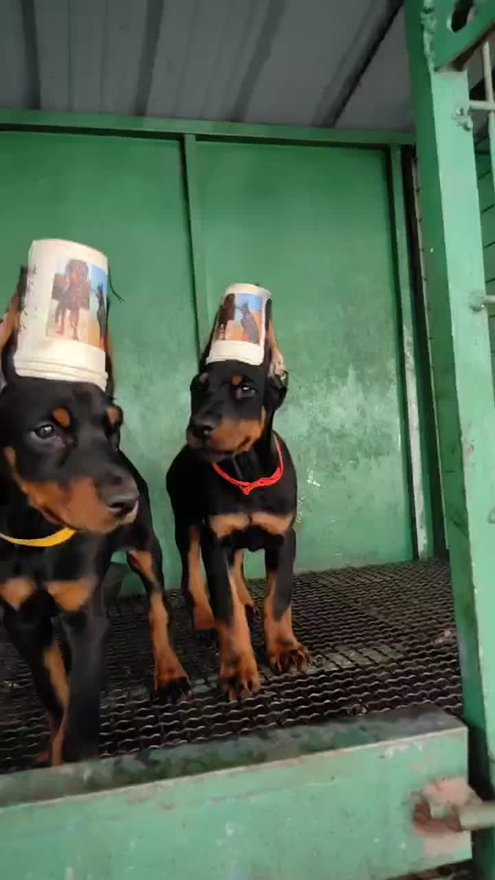 杜宾幼犬