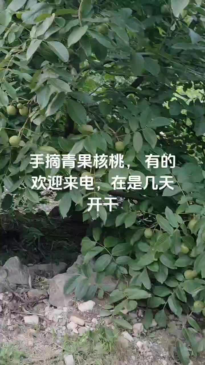 新鲜核桃带皮