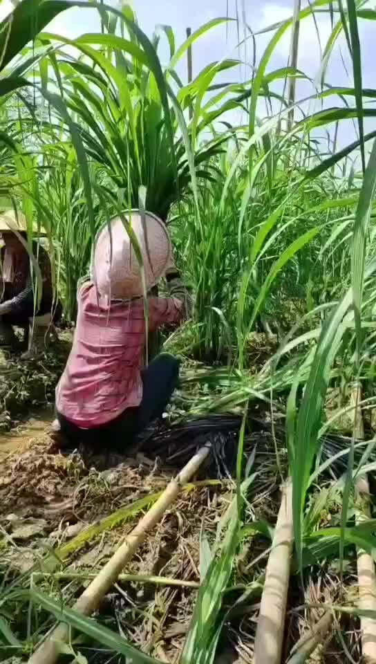 风雨过后，我家玻璃脆白玉甘蔗可以包第一道了，邀您共同见证