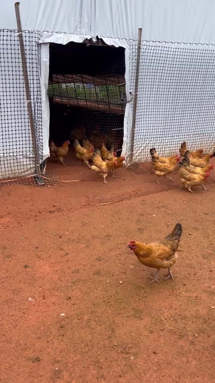 湖南生态散养土鸡肉质细嫩回味无穷对接各大商超餐饮