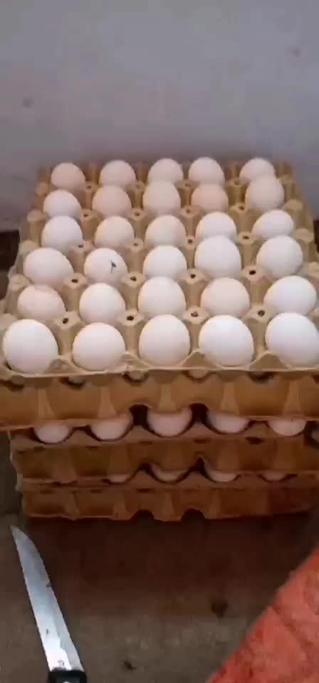 纯笨鸡蛋