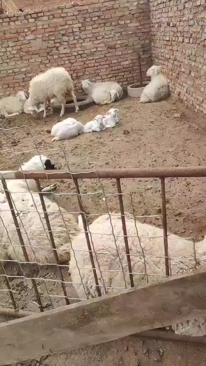 小尾寒羊，山羊