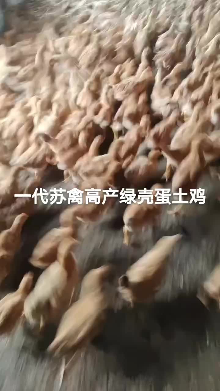 一代苏禽绿壳蛋土鸡