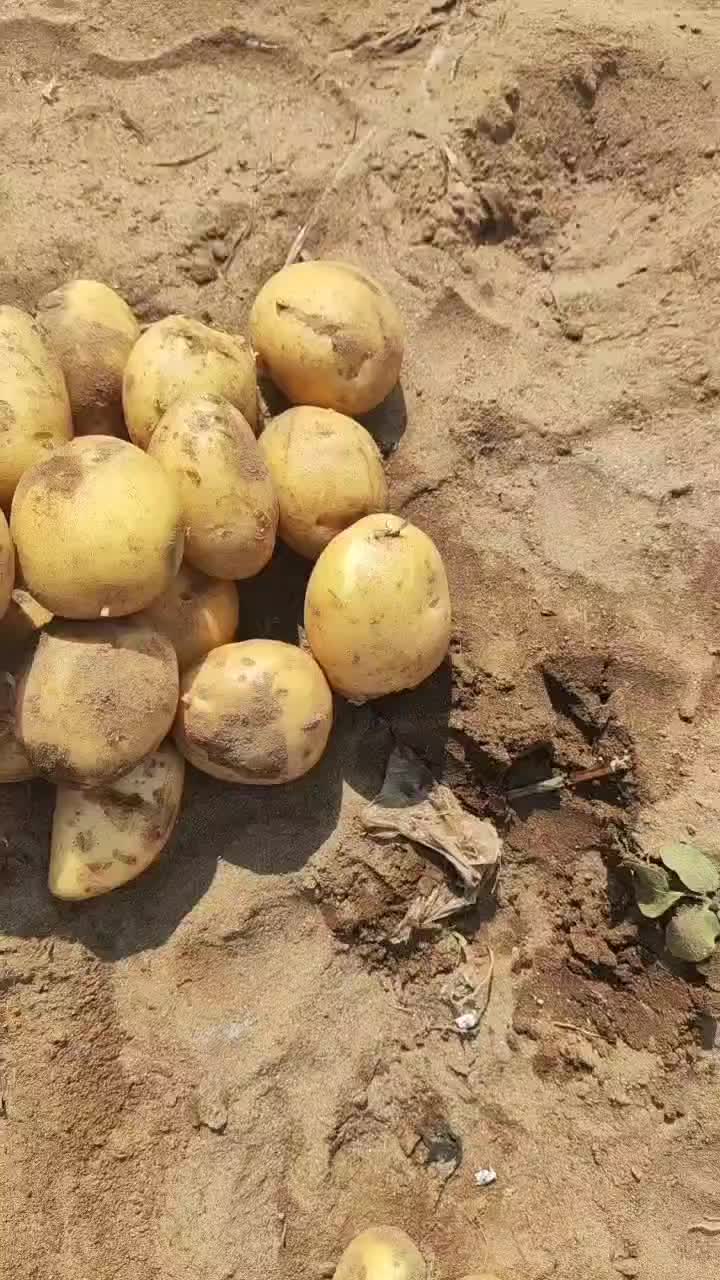 河北土豆沃土5号