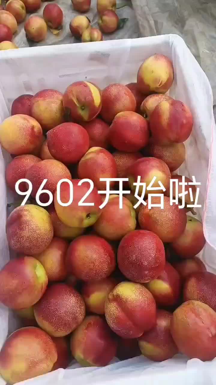 9602油桃