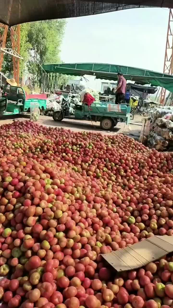 硬粉西红柿河南硬粉西红柿大番茄产地直发市场商超电商