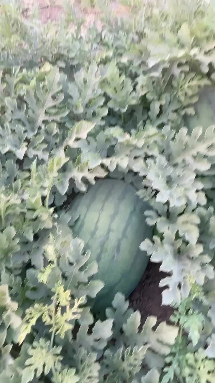 沙地西瓜🍉