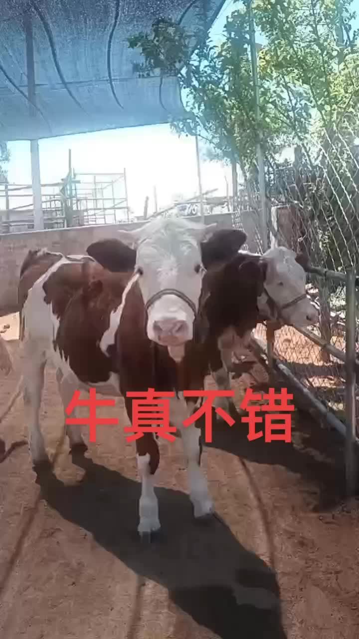 西门塔尔牛