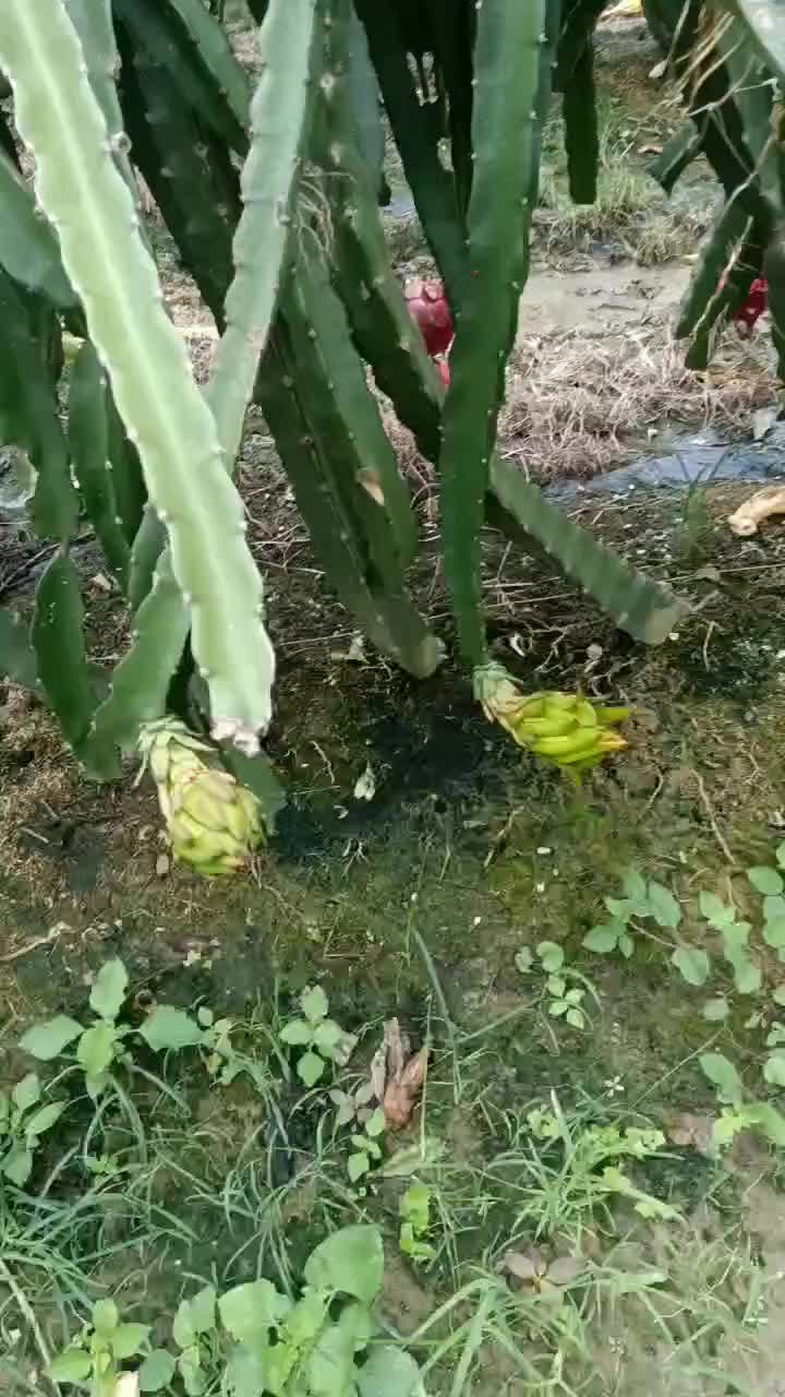 阳春山水种直红肉火龙果，清甜可口水分足。