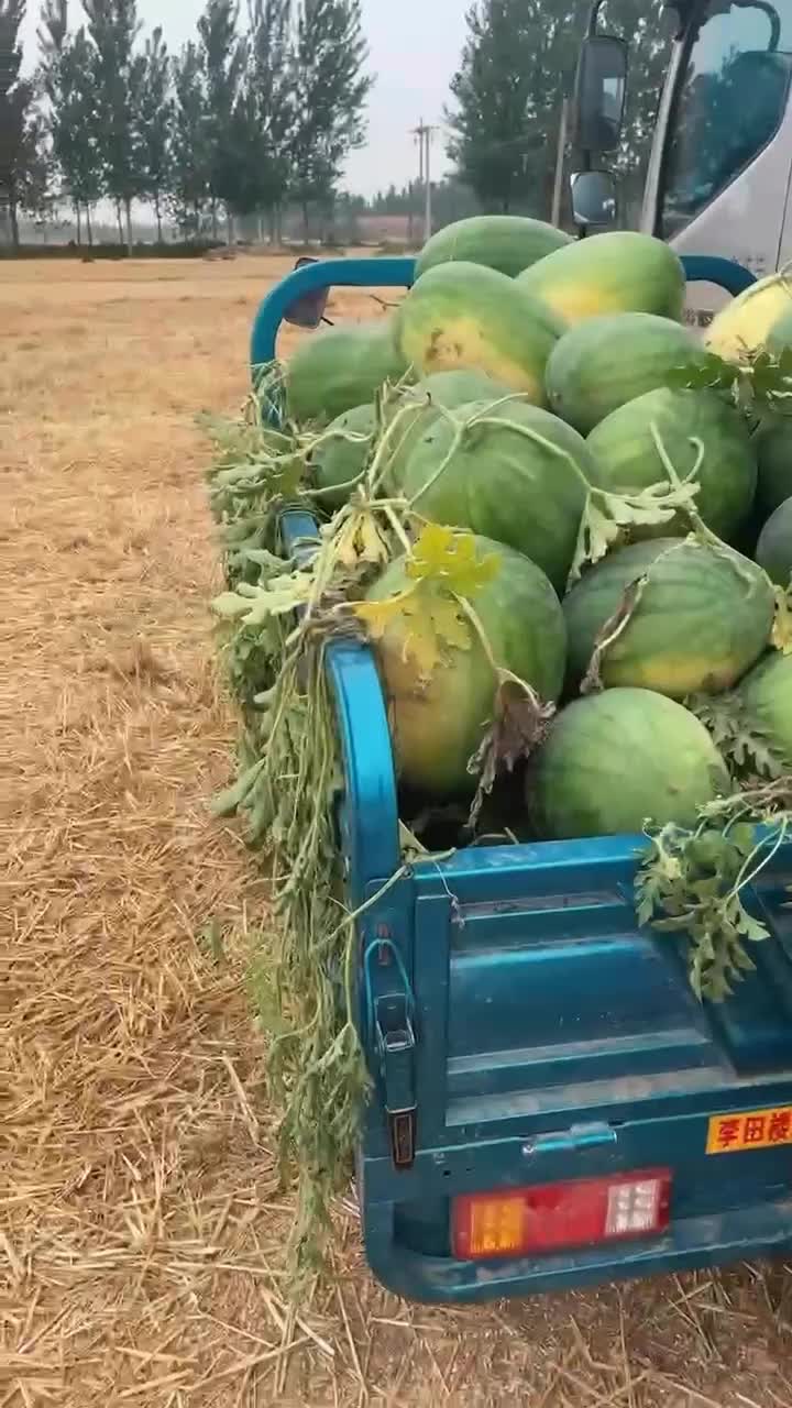 西瓜🍉