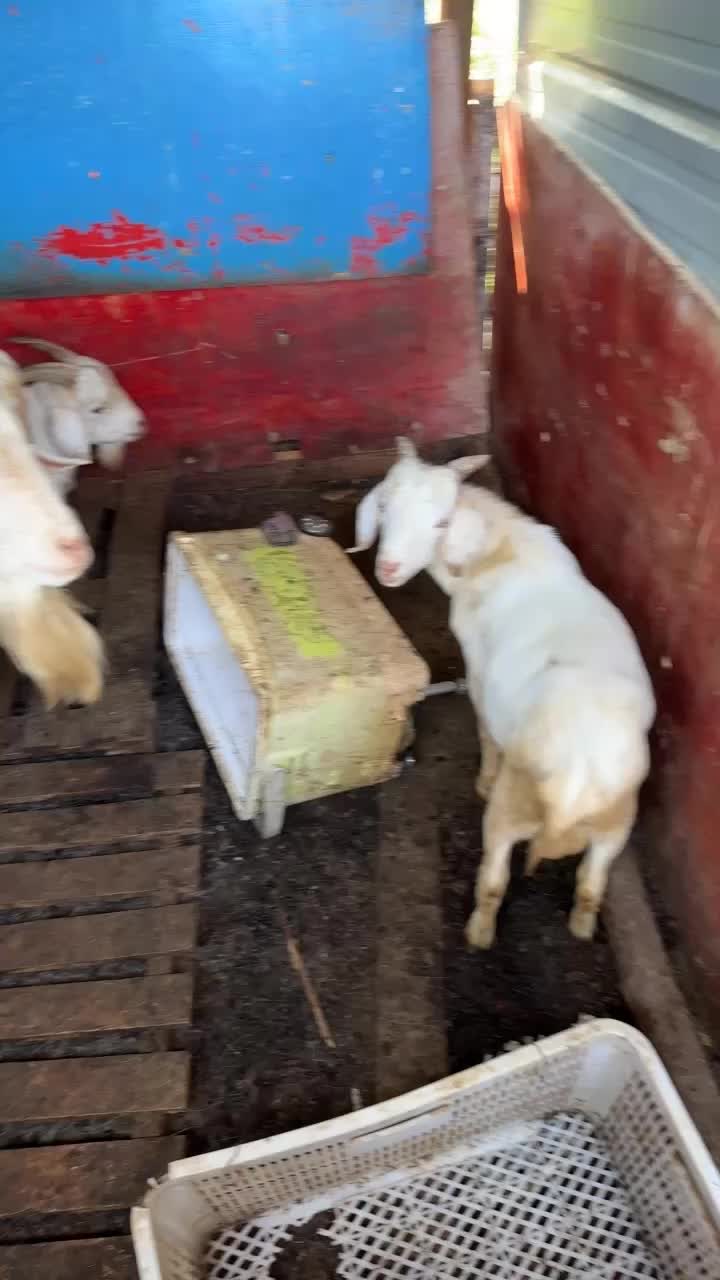 波尔羊9头羊一起出大羊4头小羊五头母羊已怀孕