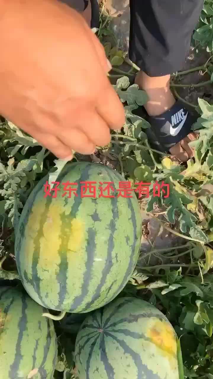 甜王精选好货不怕比