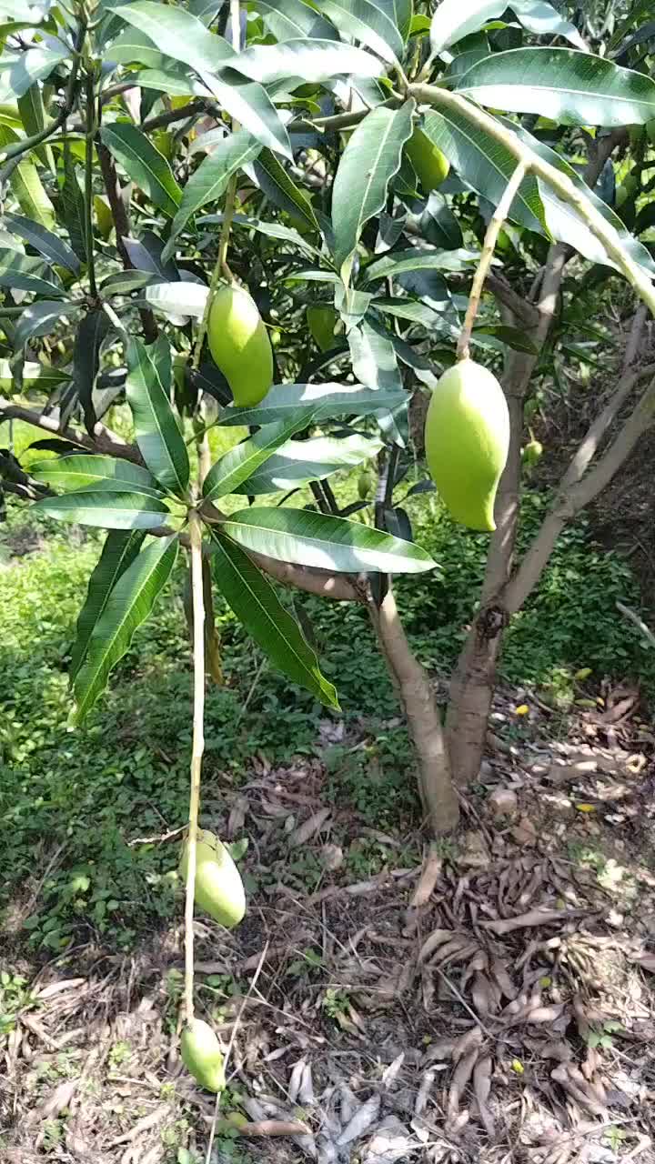 金皇、鹰嘴芒果