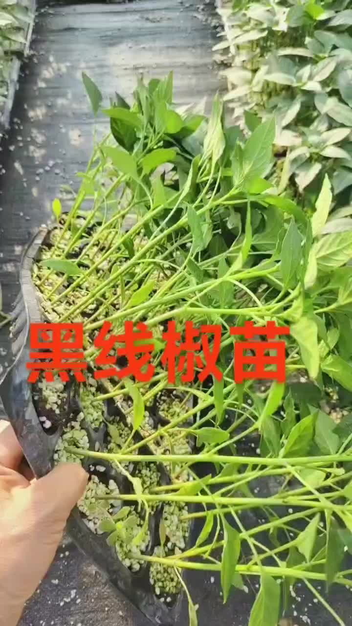 黑线椒苗