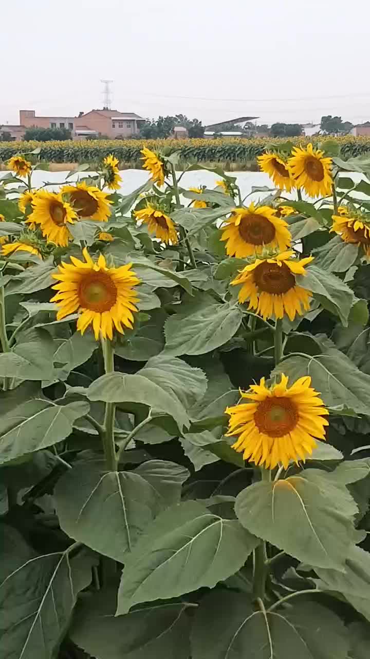 食用向日葵