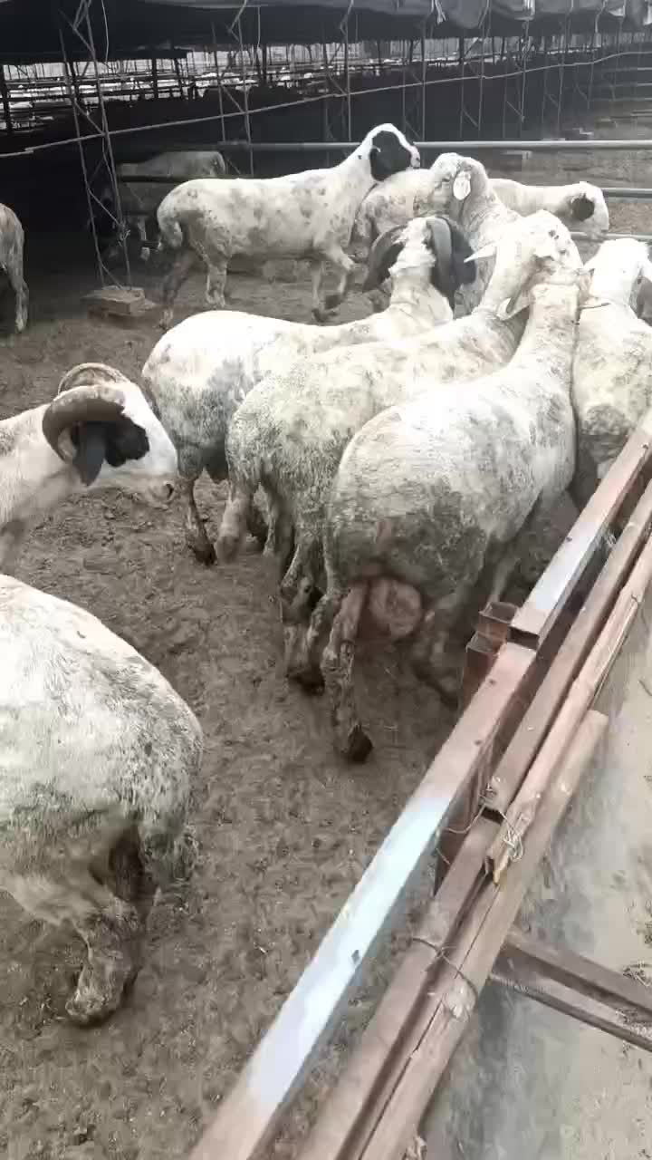 出售育肥羊