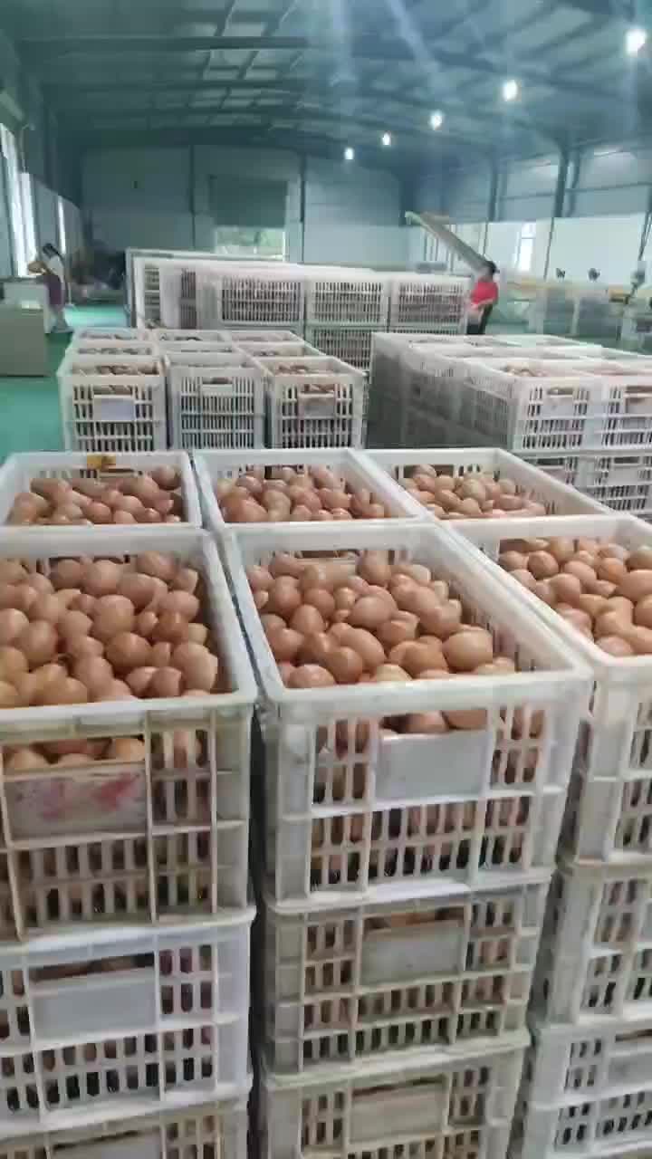 红壳、粉壳鸡蛋大量批发，养殖场直接发货