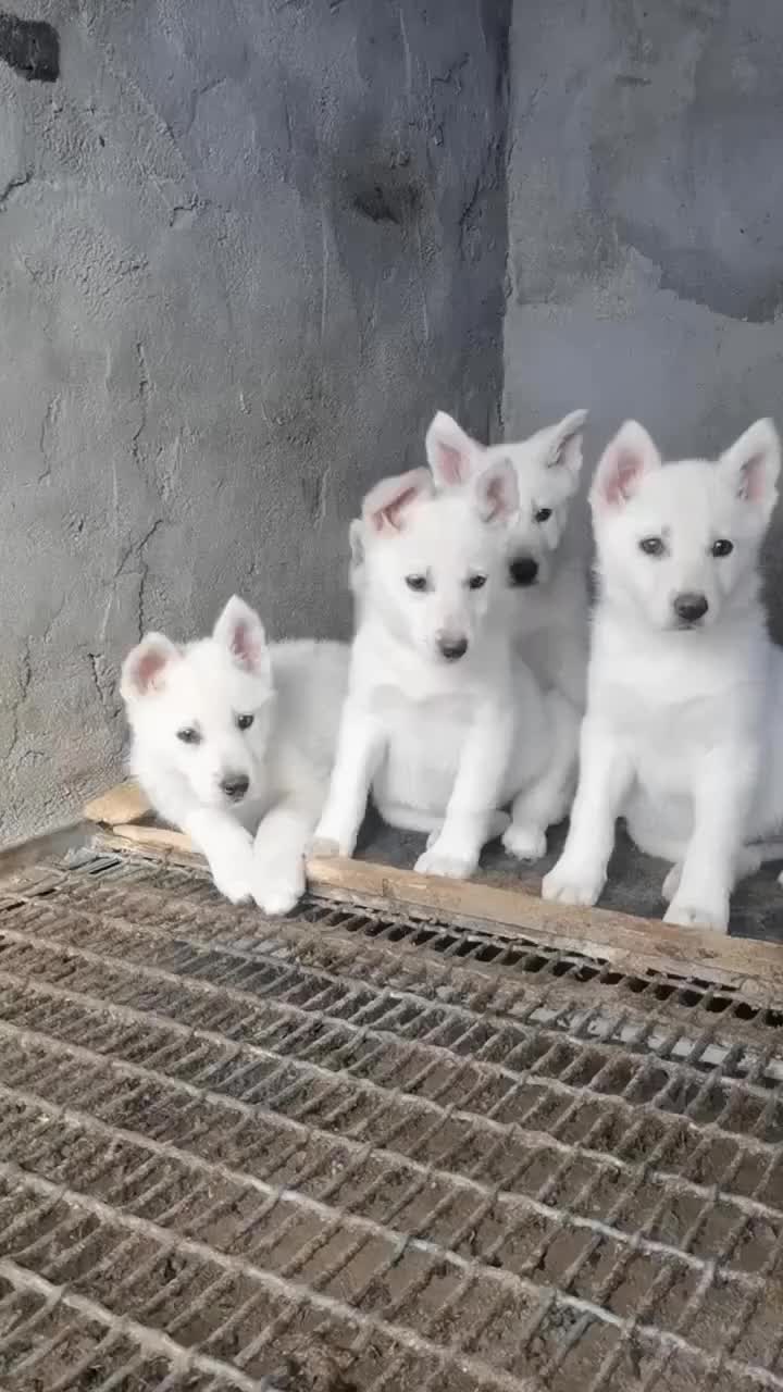 纯种高端瑞士牧羊犬展示