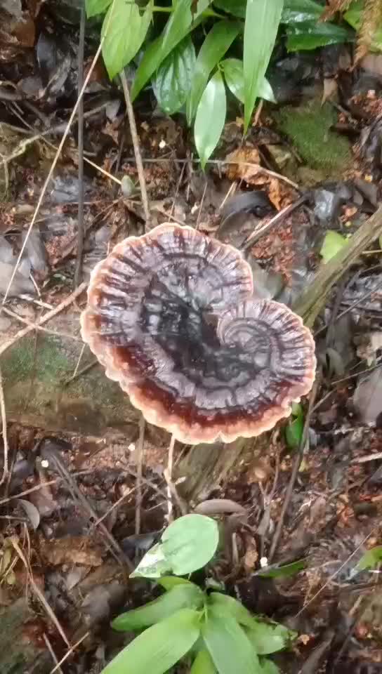 野生灵芝