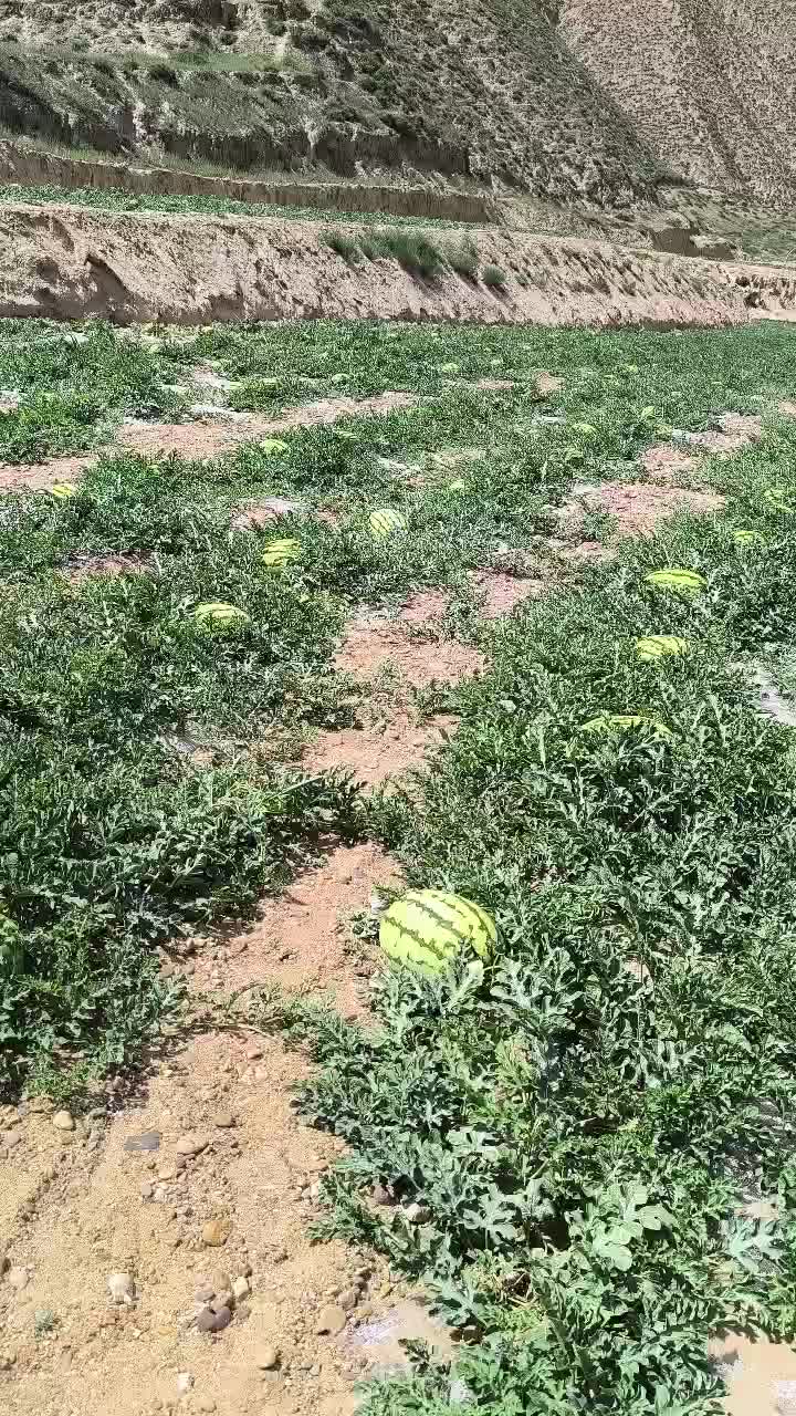 甘肃靖远硒砂瓜价格好商量，有诚心想要的联系