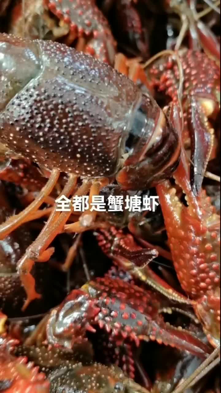 精选湖北鲜货小龙虾，全是深水蟹塘虾，地板干净，各种规格