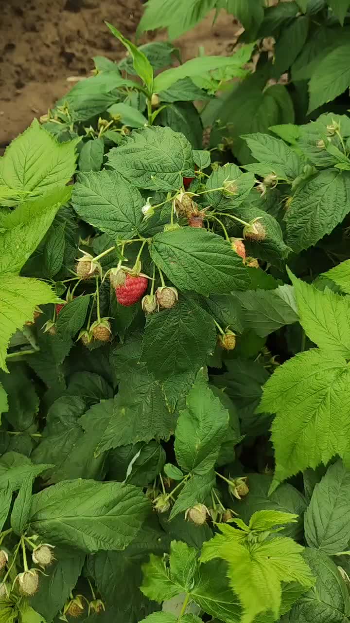 树莓鲜果