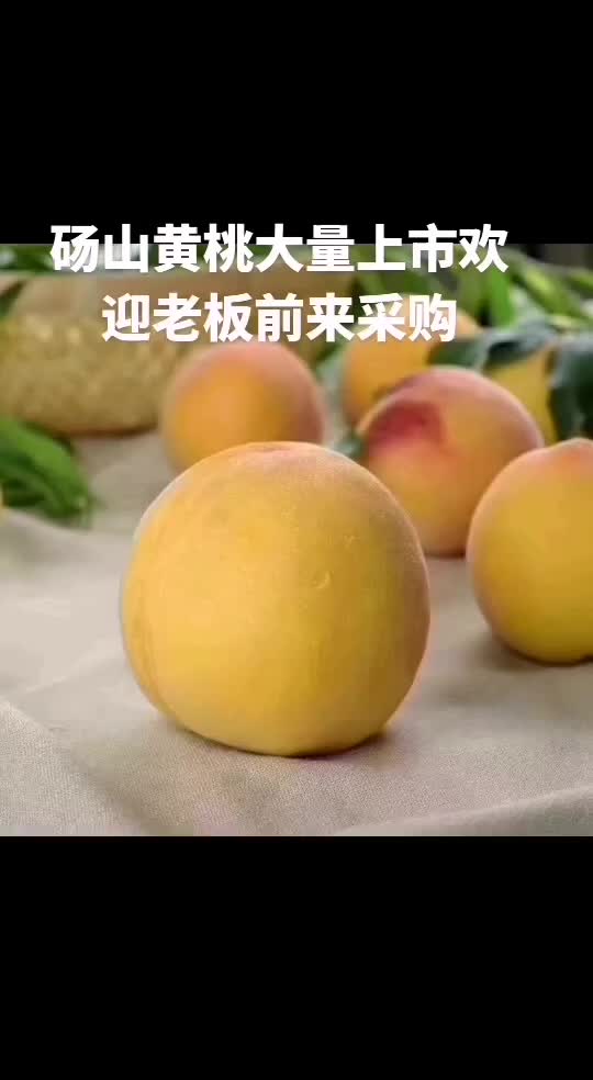 砀山产区黄桃