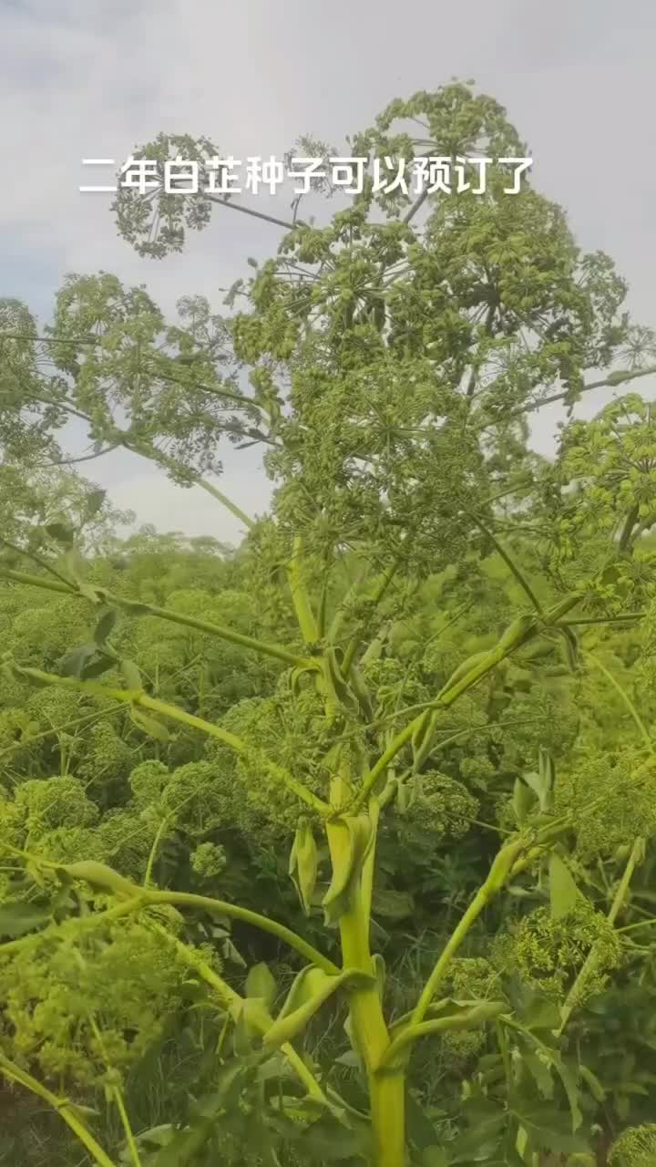 精品二年白芷种子