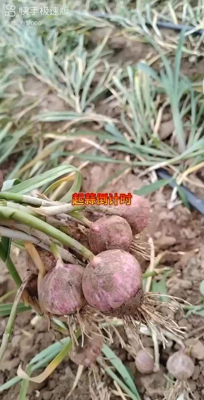 紫皮独头蒜6-7元每斤，颜色好，大量上市