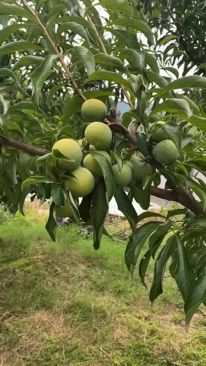 京东48小时达，蜂糖李，基地可帮忙发