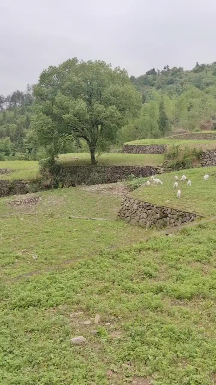 放养高山羊，大小都有，