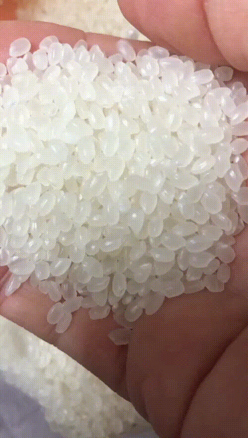 珍珠米陈米（食用大米）