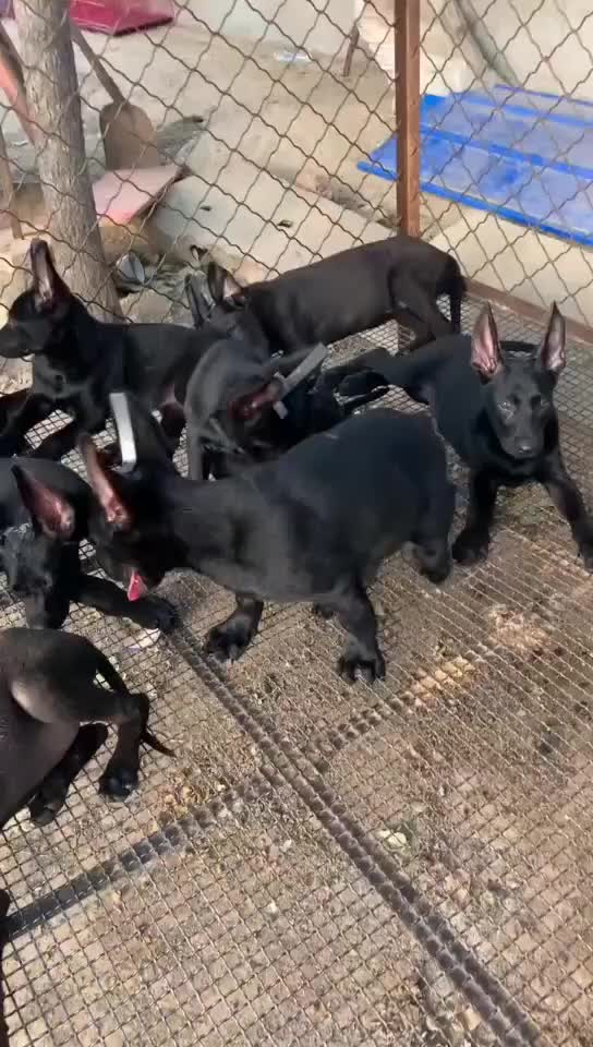 纯种高端黑狼幼犬展示