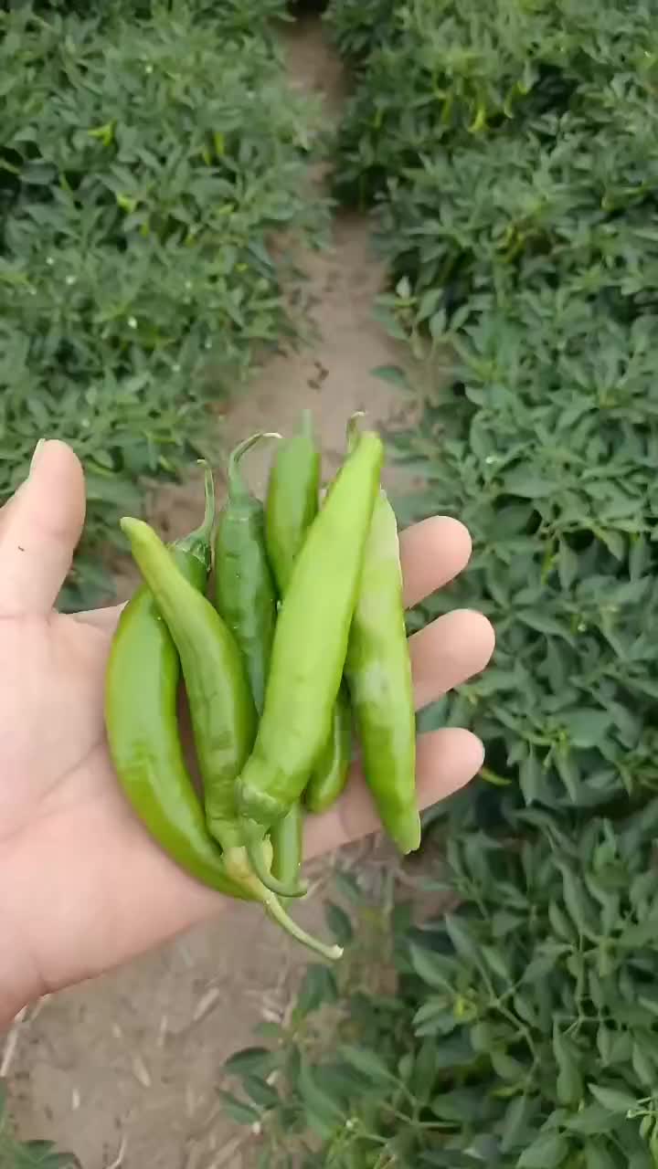 津宏一号线椒，几百亩基地，大量上市中